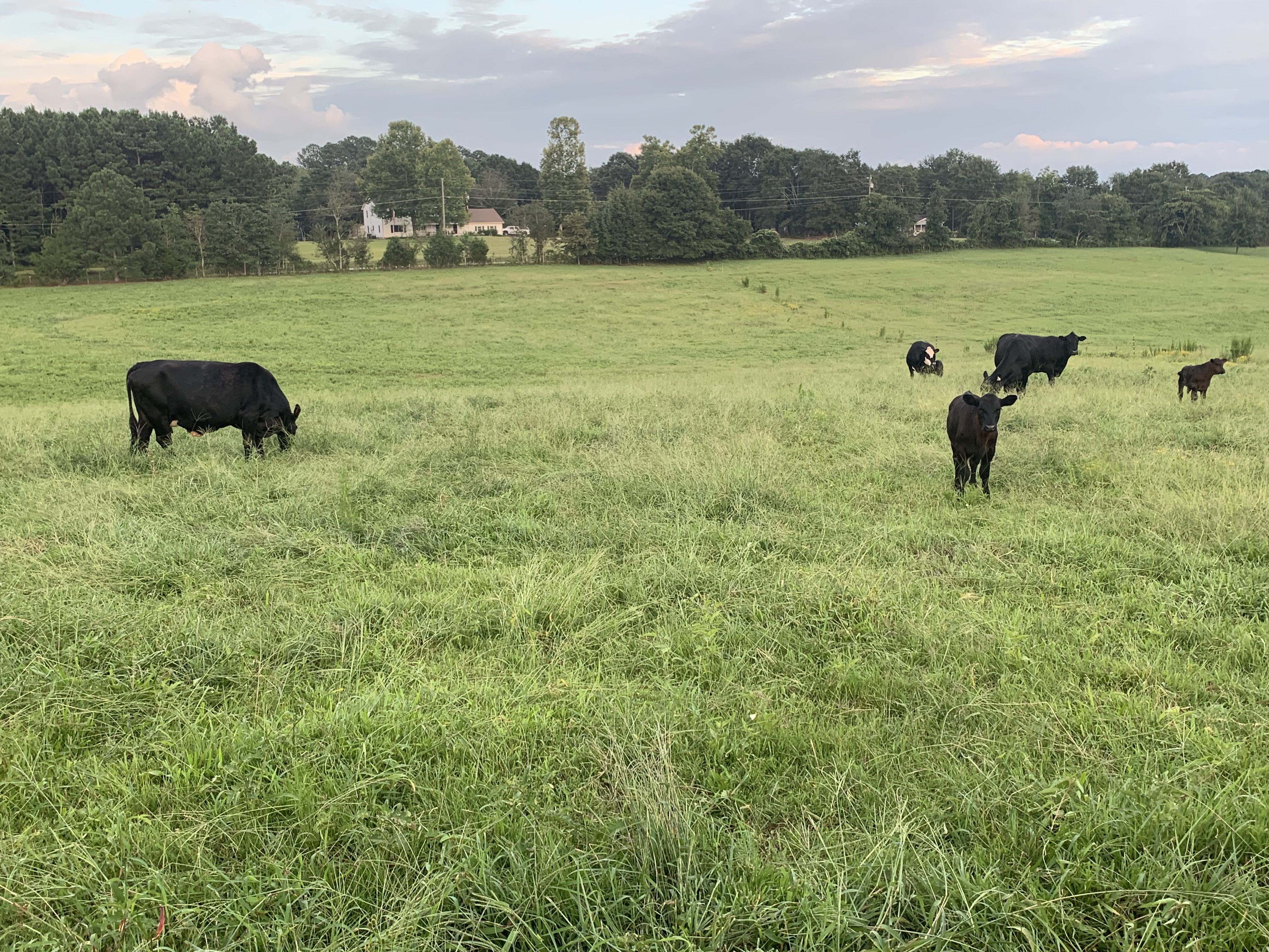 Cattle grazing on the Thompson family pasture